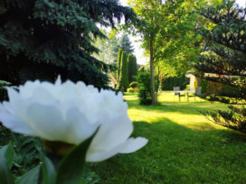 Biergarten / Terrasse